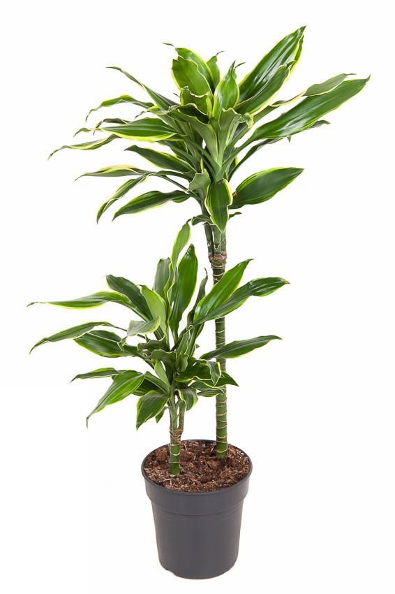 Dracaena Gold Coast