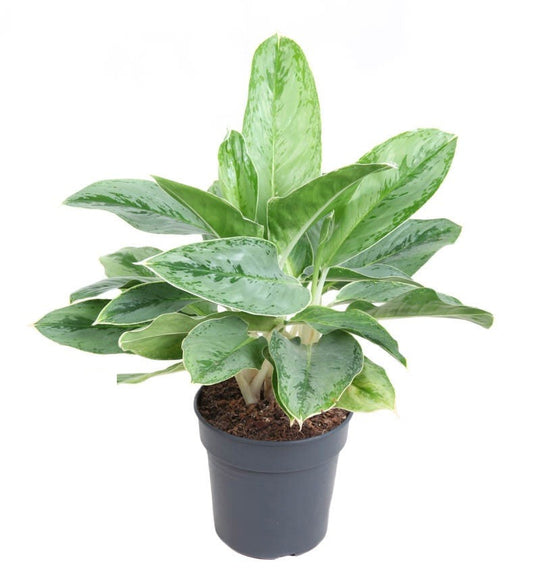 Aglaonema Horizon