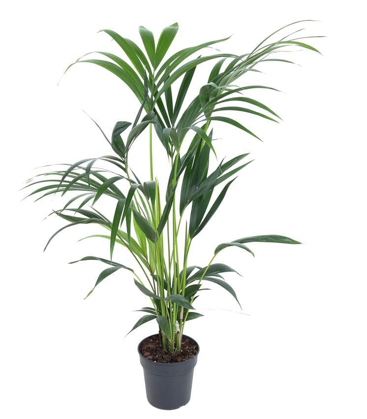 Howea Forsteriana Kentia palm