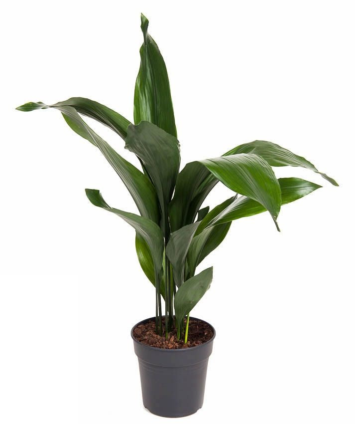 Aspidistra Elatior Kwartjesplant