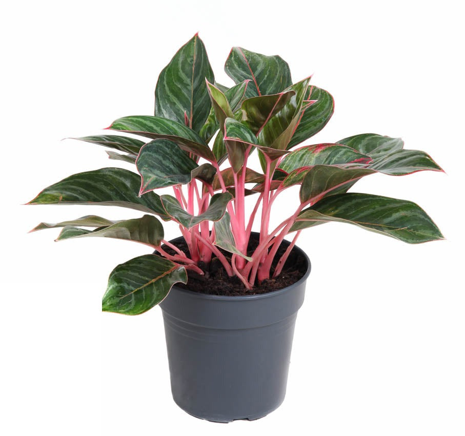Aglaonema Princess