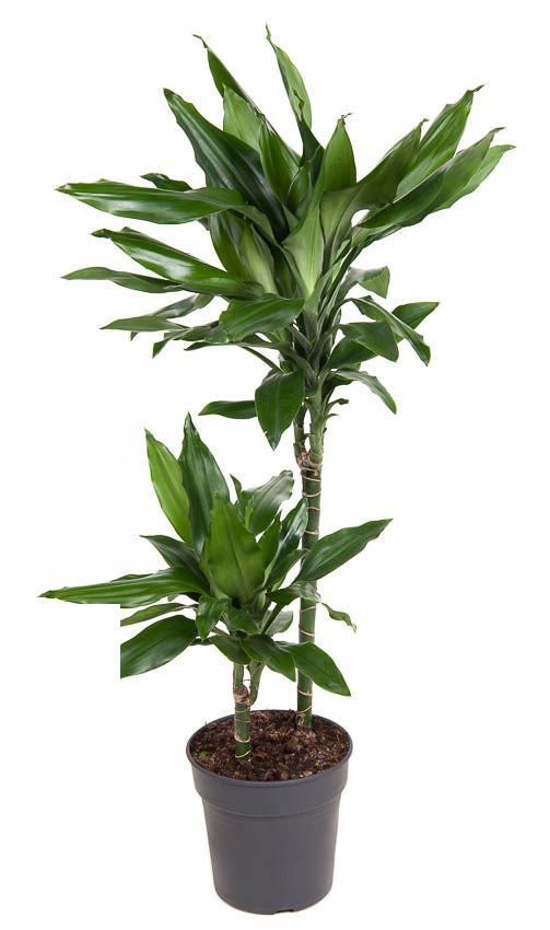 Dracaena Janet Lind