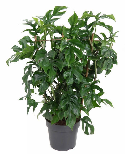 Monstera Minima op rek