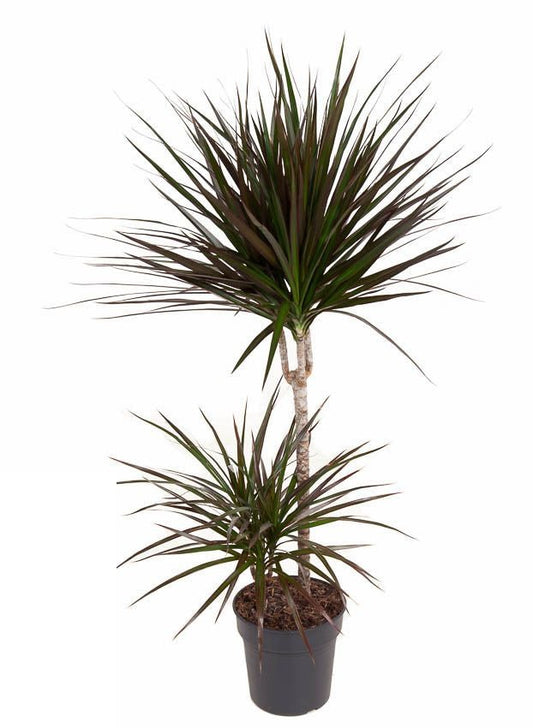 Dracaena Magenta