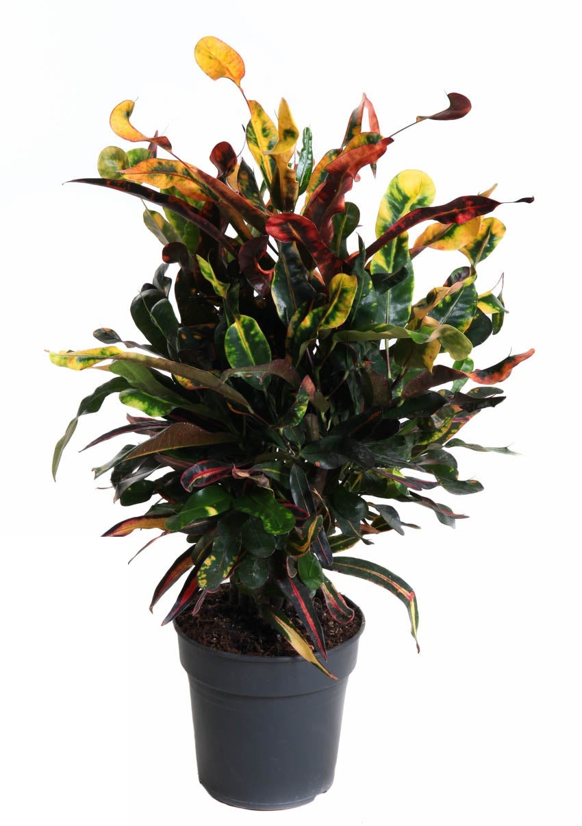 Codiaeum Mammi vertakt Croton