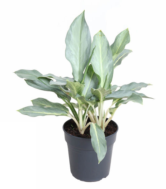 Aglaonema Ghost