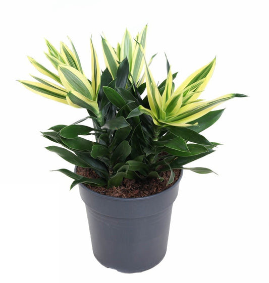 Dracaena Sri Lanka