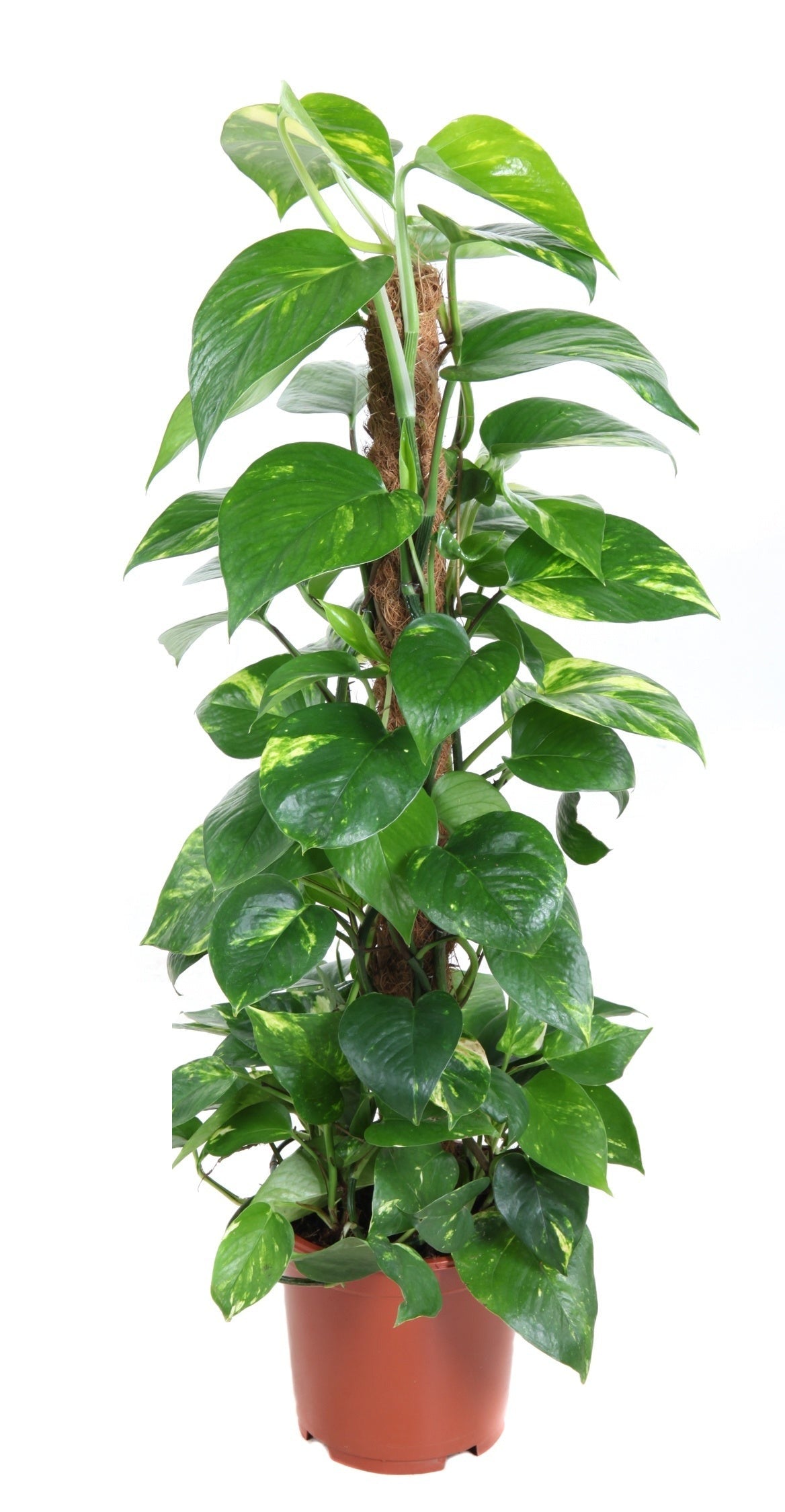 Epipremnum Pinnatum mosstok