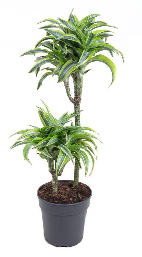 Dracaena Lemon Surprise