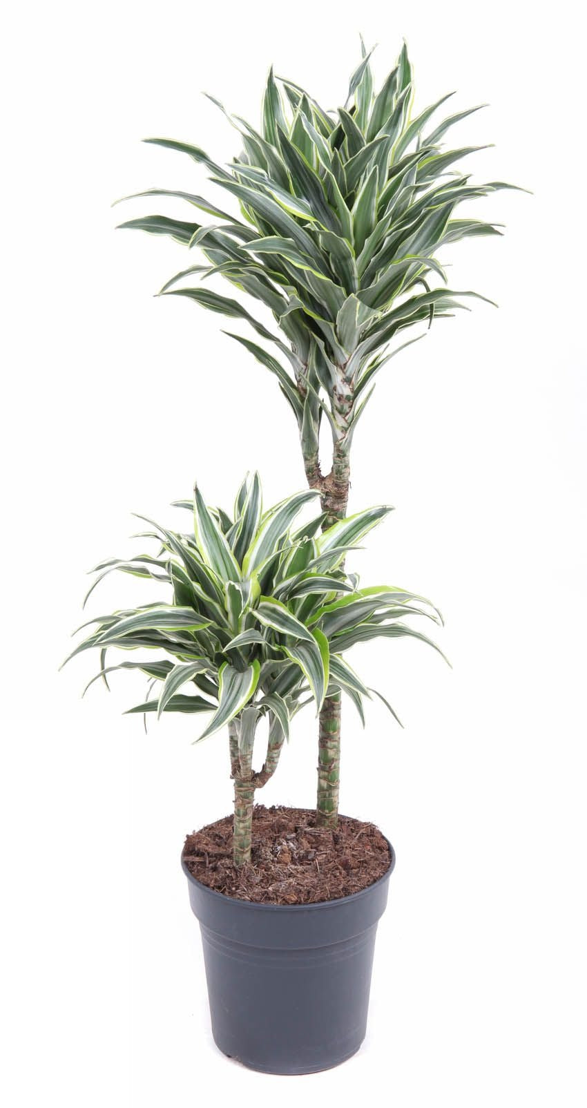 Dracaena Surprise