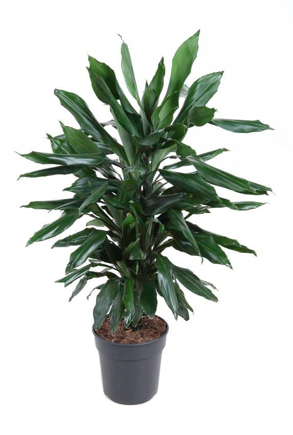 Dracaena Janet Lind vertakt