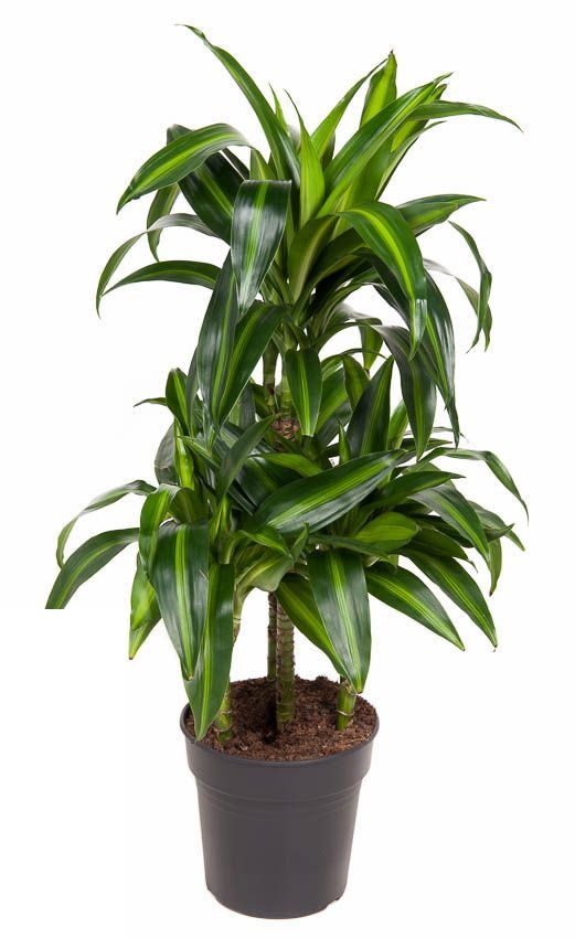 Dracaena Hawaiiana carrousel