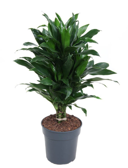 Dracaena Green Jewel vertakt