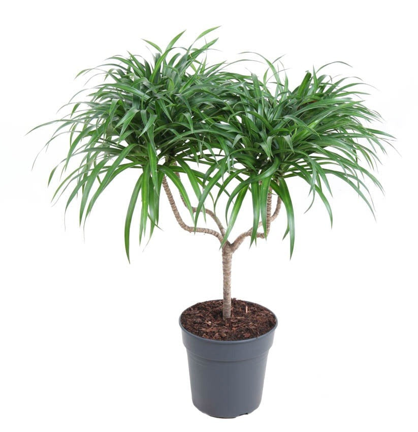 Dracaena Anita Variegata kandelaar