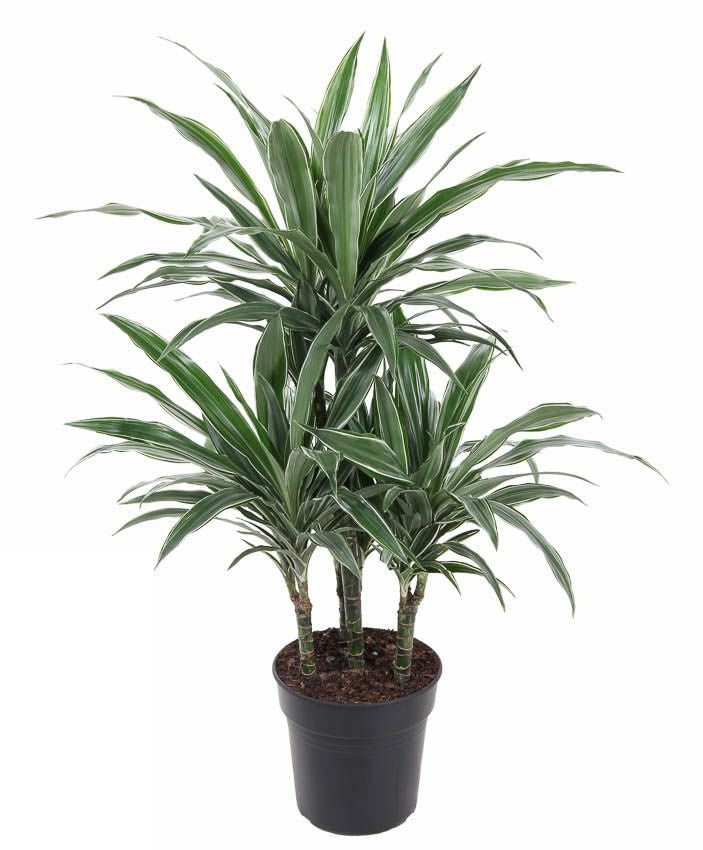 Dracaena Warneckei carrousel