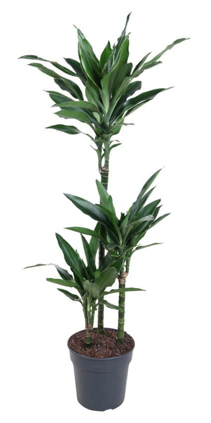 Dracaena Janet Lind Gold