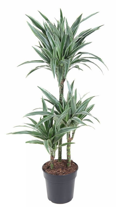 Dracaena Warneckei