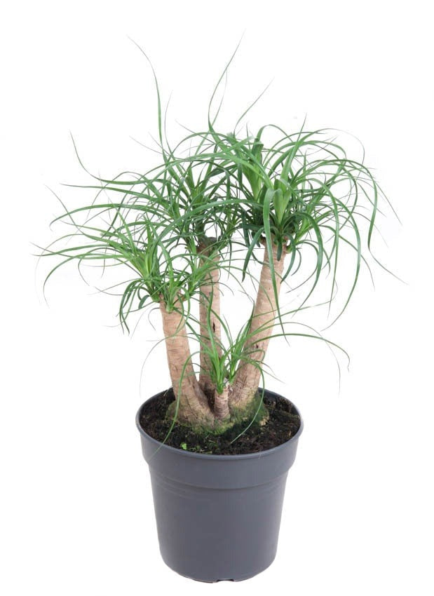 Beaucarnea vertakt