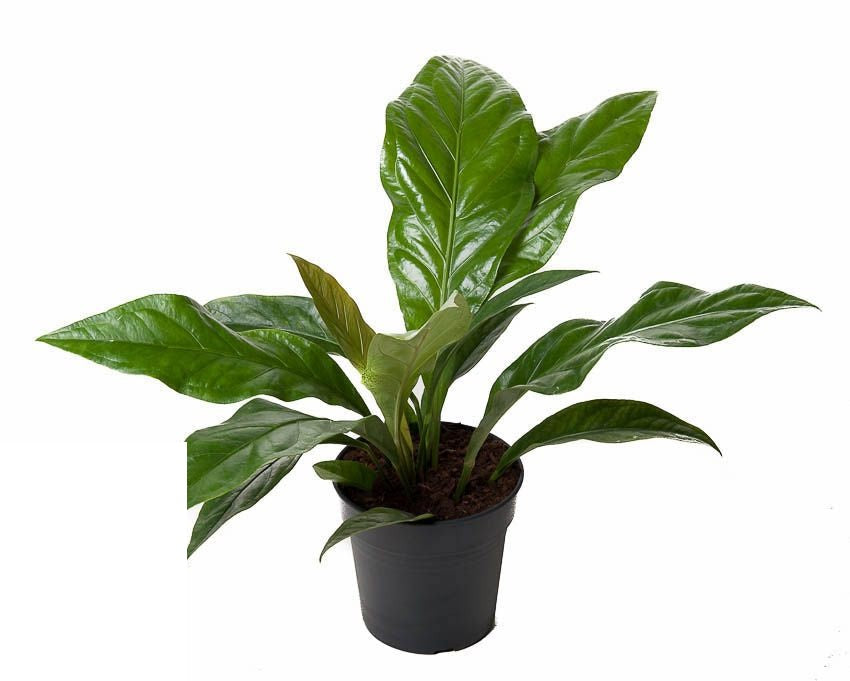 Plant