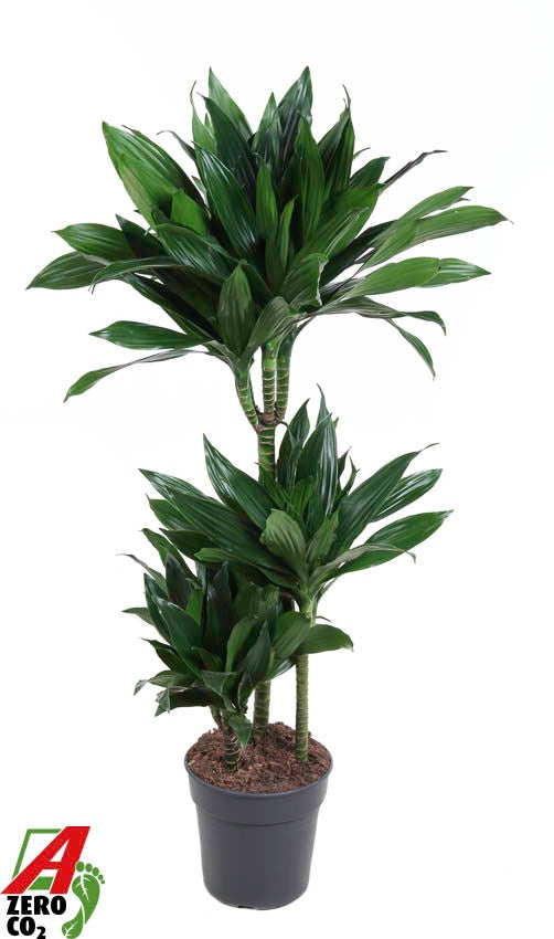 Dracaena Green Jewel