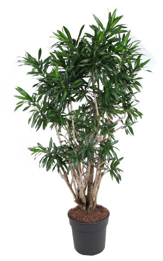Dracaena Song Of Jamaica vertakt