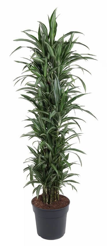 Dracaena Ulises vertakt