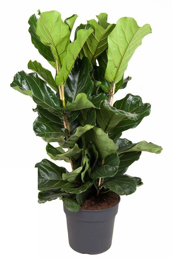 Ficus Lyrata Tabaksplant