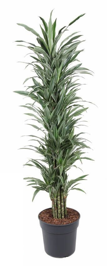 Dracaena Warneckei vertakt