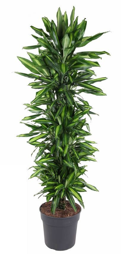 Dracaena Cintho vertakt