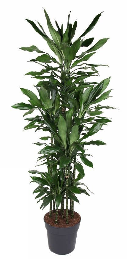 Dracaena Janet Lind carrousel