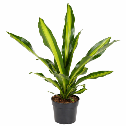 Dracaena Burley Ø21cm · H80cm