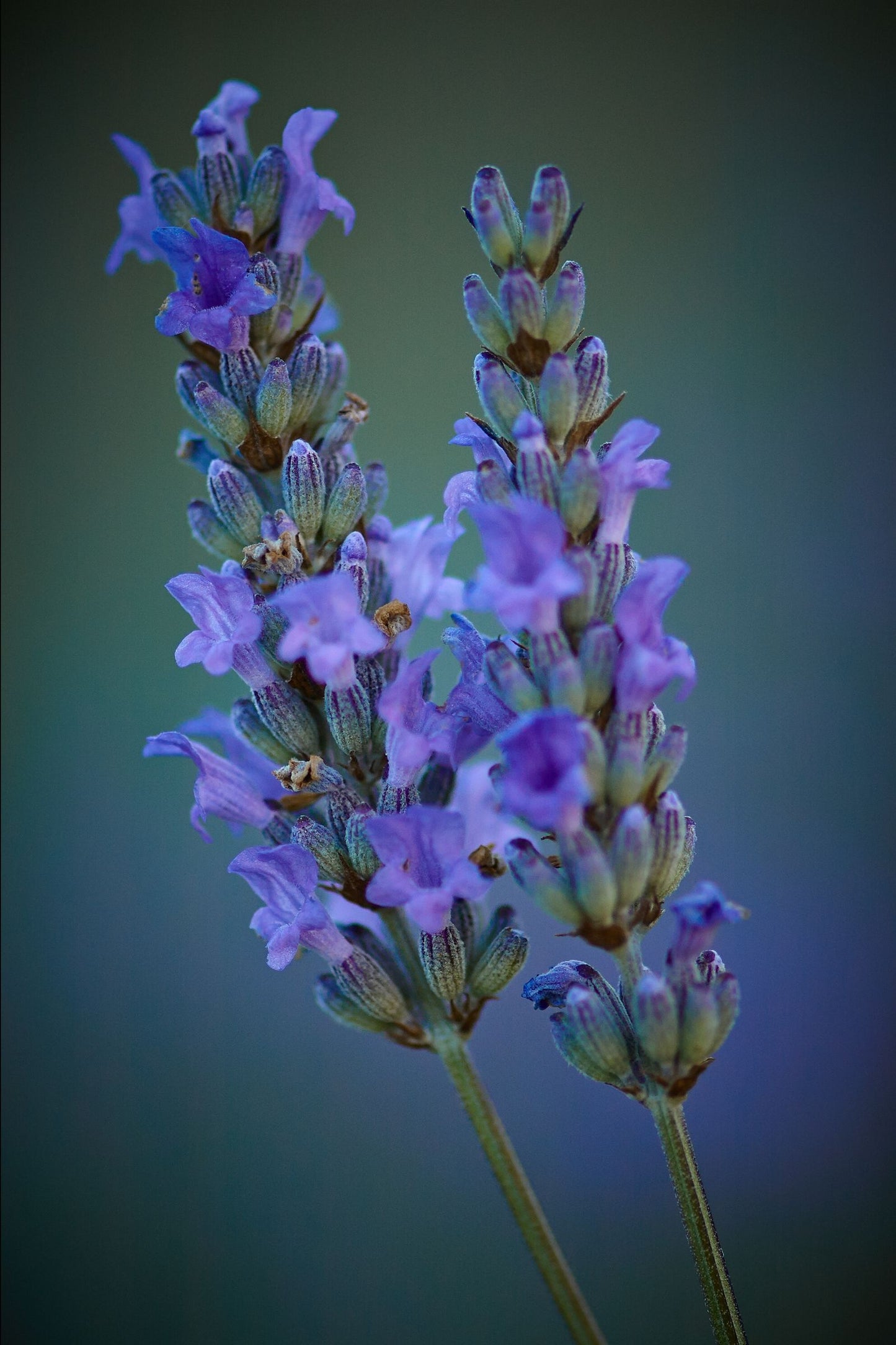 Close-up van Lavandula angustifolia Hidcote bloemstengels met dieppaarse bloei