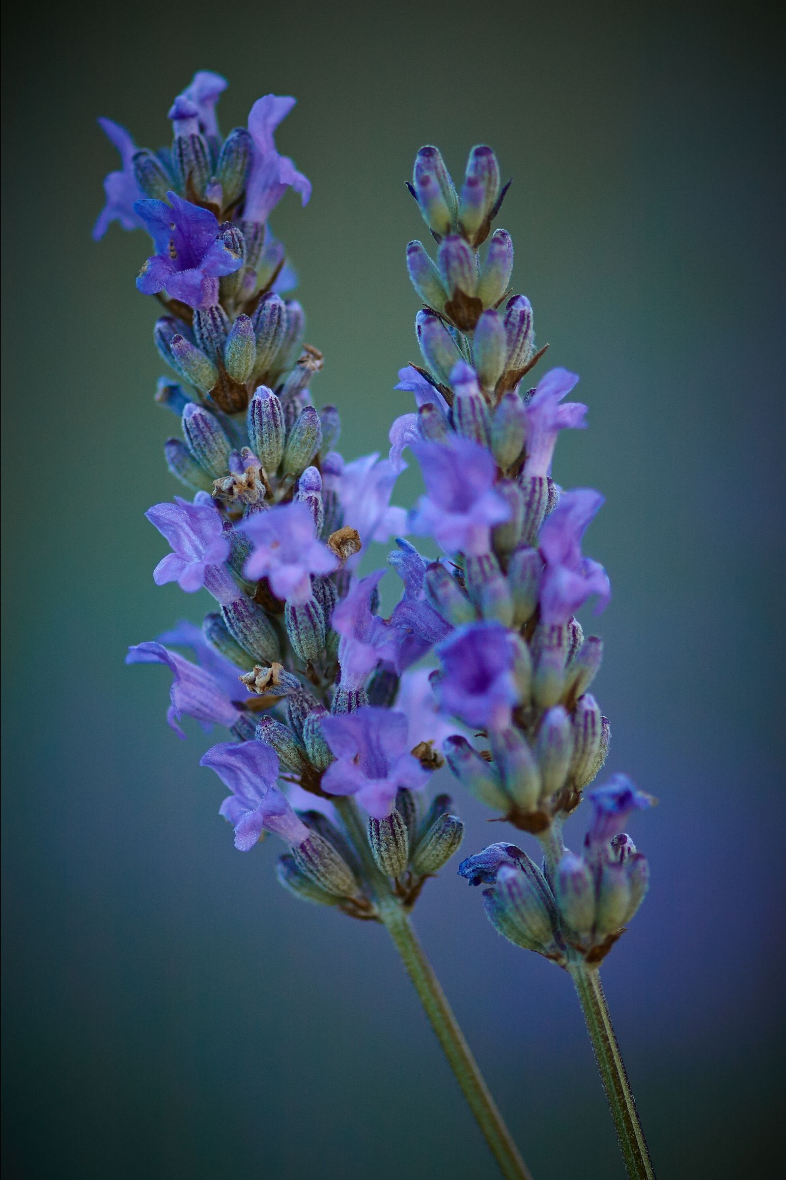 Close-up van Lavandula angustifolia Hidcote bloemstengels met dieppaarse bloei