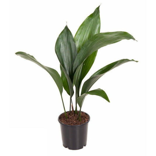 Kwartjesplant Elatior - Aspidistra (Ø13cm, 50cm hoog)