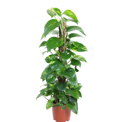 Epipremnum Pinnatum / Drakenstaart Ø19cm · H80cm