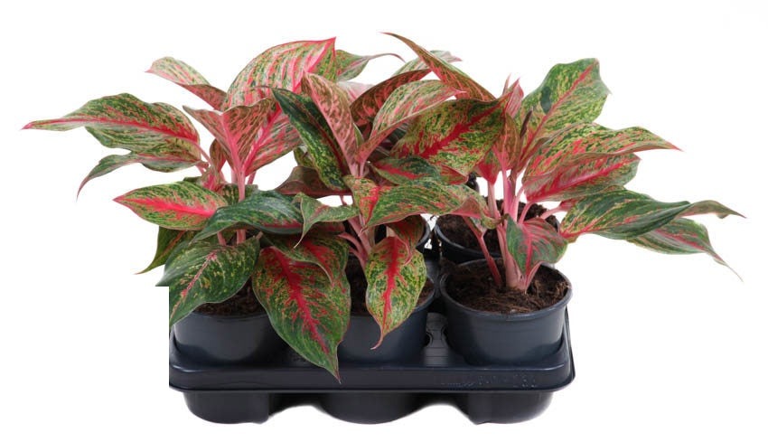 Aglaonema Lichee Red Ø13cm H40cm