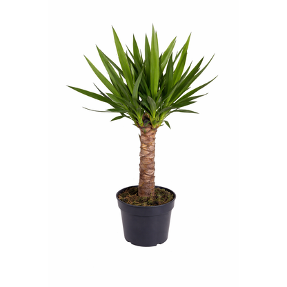 Palmlelie - Yucca (Ø15cm, 60cm hoog)