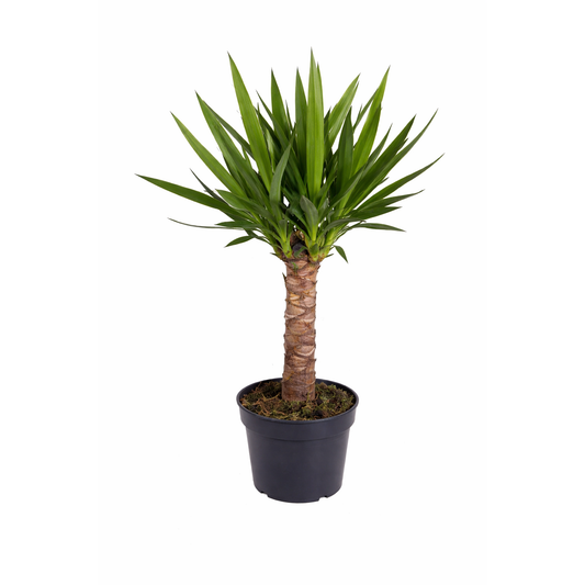 Palmlelie - Yucca (Ø15cm, 60cm hoog)